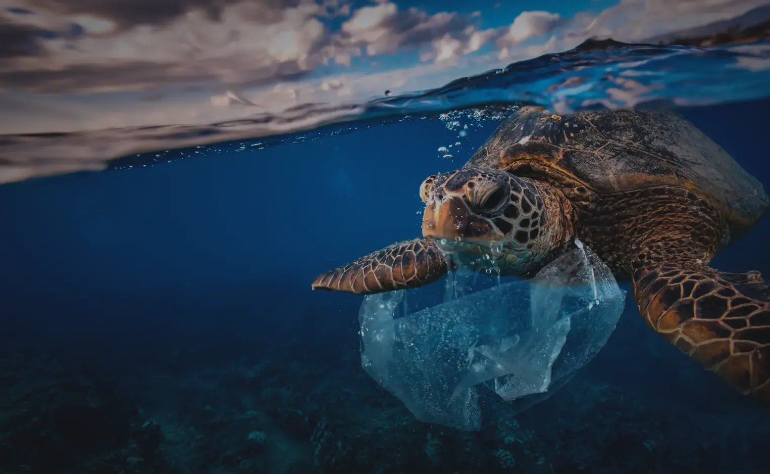 Seaturtle_Plastic