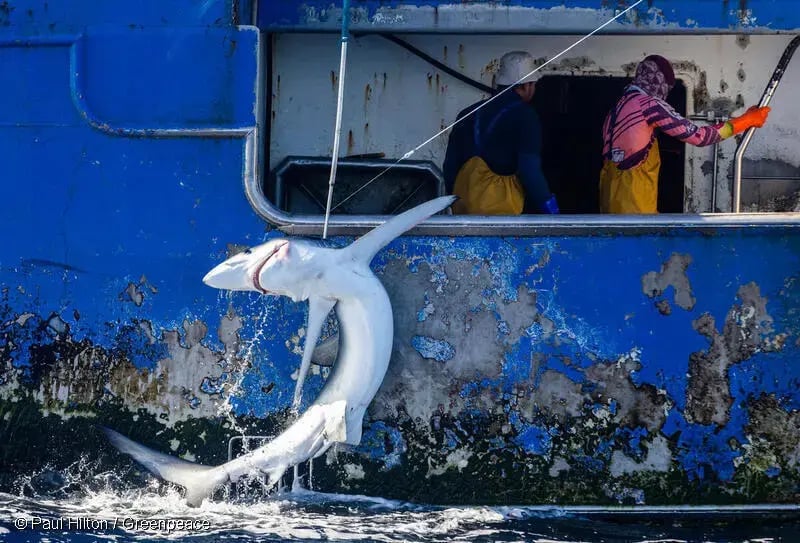 illegal fishing