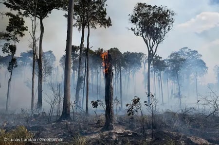forest_fire