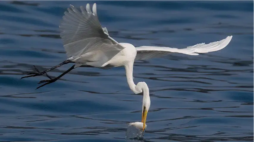 BiodiversityBSAPpetition