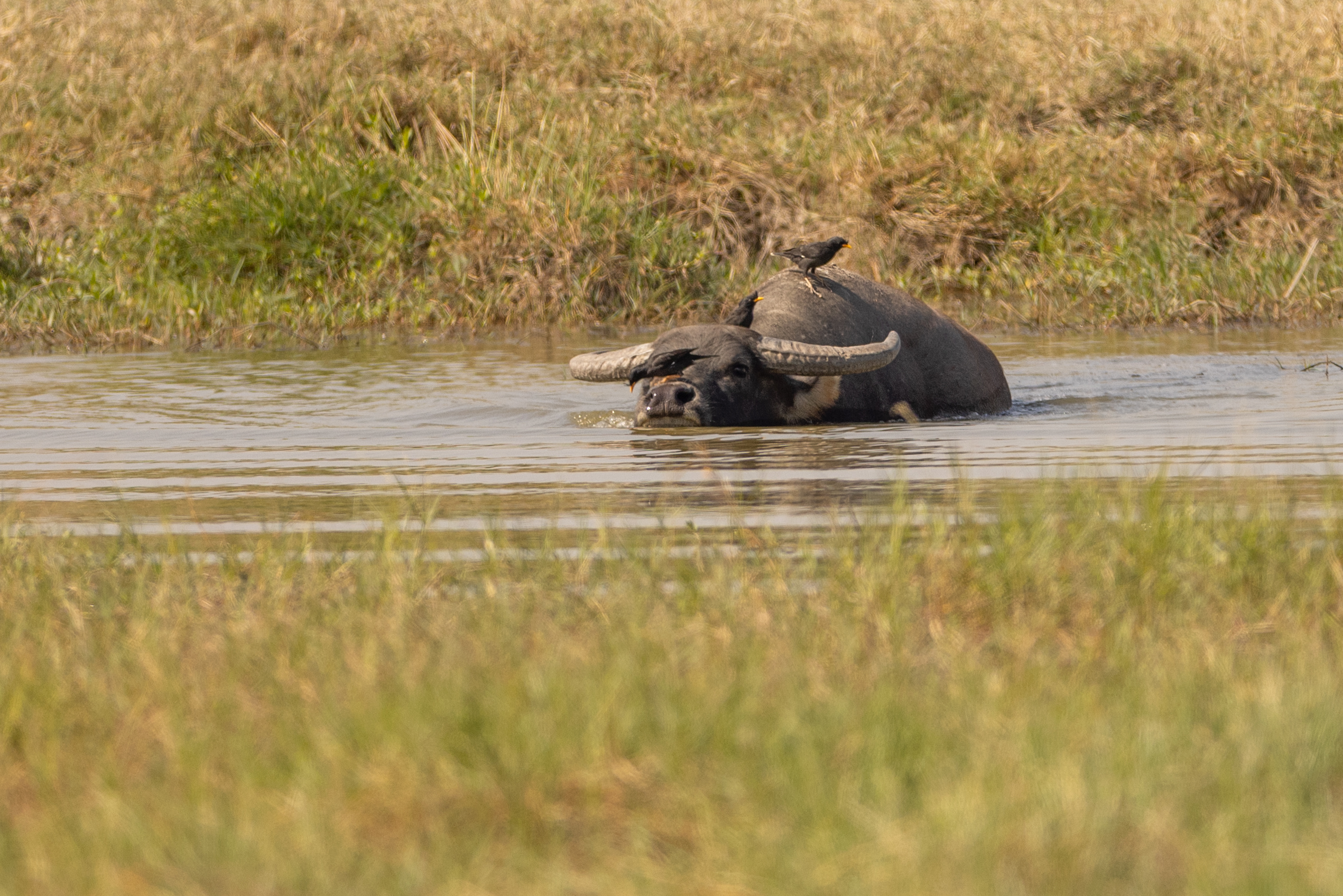 ox mai po 2023-1 copy 4