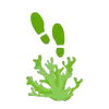 coral-footprint